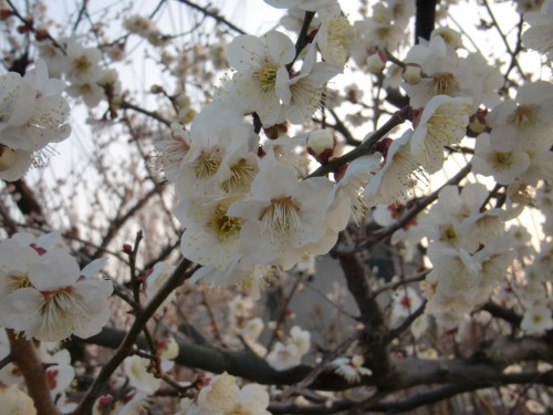 白加賀の花