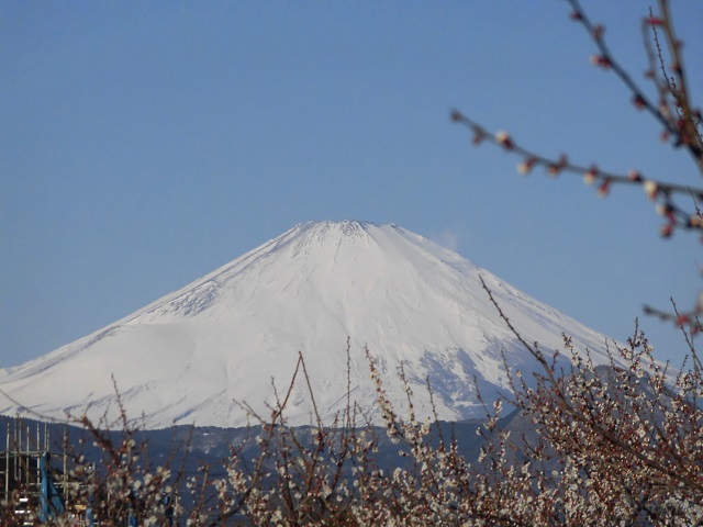 2018 曽我梅林より富士山を望む