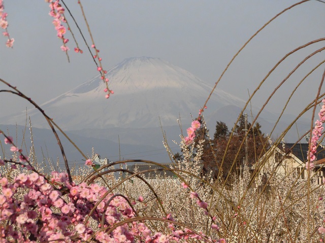 曽我梅林より望む富士山