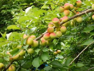 生梅とは？どのようにして食べる？