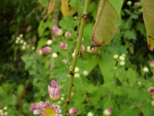 CIMG9807.JPG