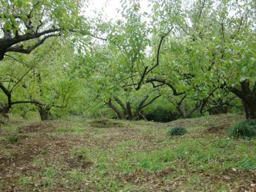 CIMG9808.JPG