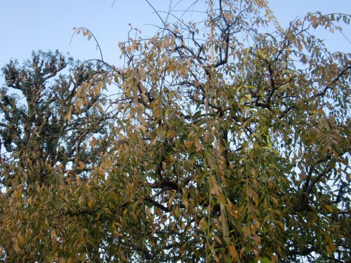 CIMG0115