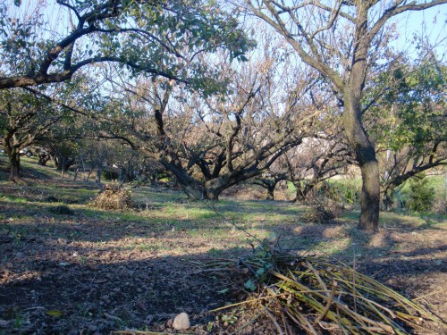 CIMG0253