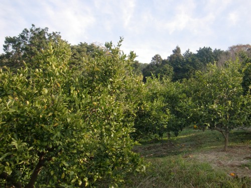 CIMG0394