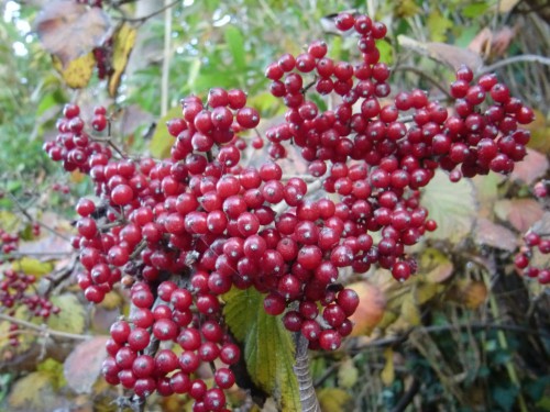 CIMG0401