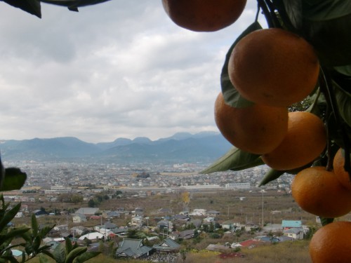 みかん畑より