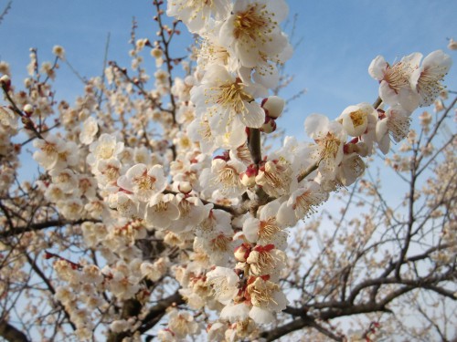十郎梅の花