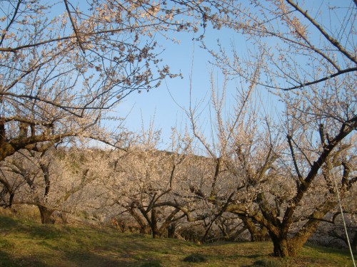 CIMG1546