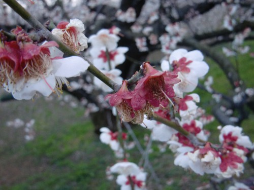 十郎梅の花収め