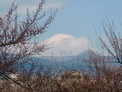 3月7日曽我梅林より