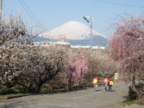 曽我梅林の通学路