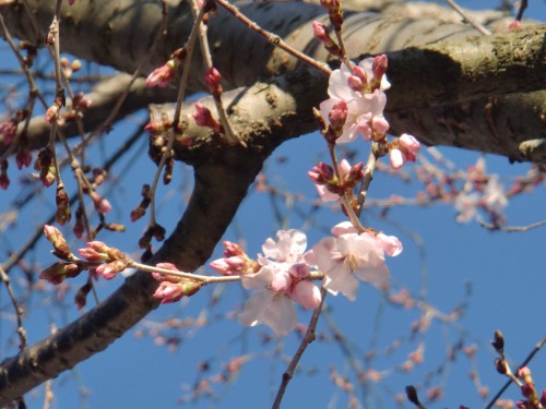 米桜