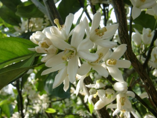 みかんの花