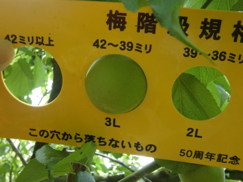 白加賀H26.5.23