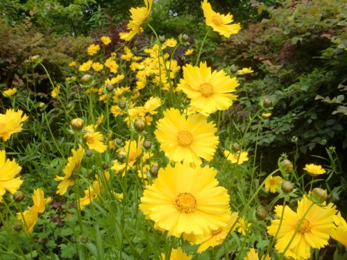 いしいもの花