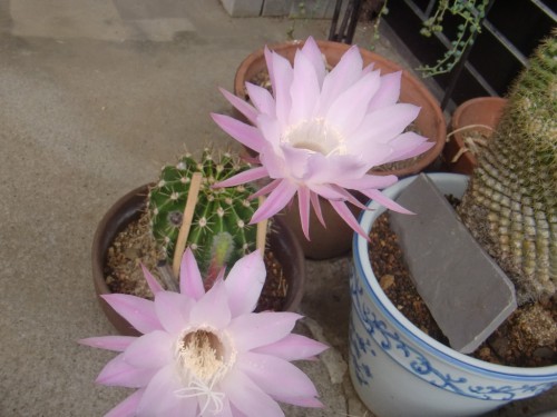 サボテンの花