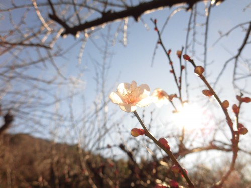 十郎梅の花